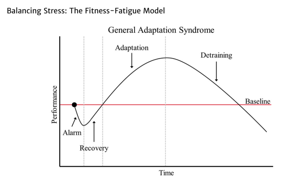 Balancing Stress The Fitness-Fatigue Model